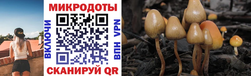 Купить где  Курганинск  Галлюциногенные грибы Psilocybine cubensis 
